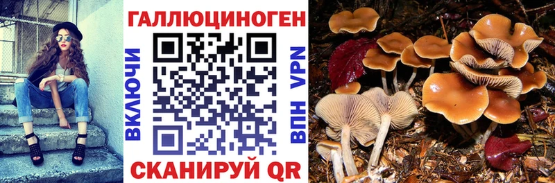 Галлюциногенные грибы Psilocybine cubensis  купить наркоту  Колпашево 